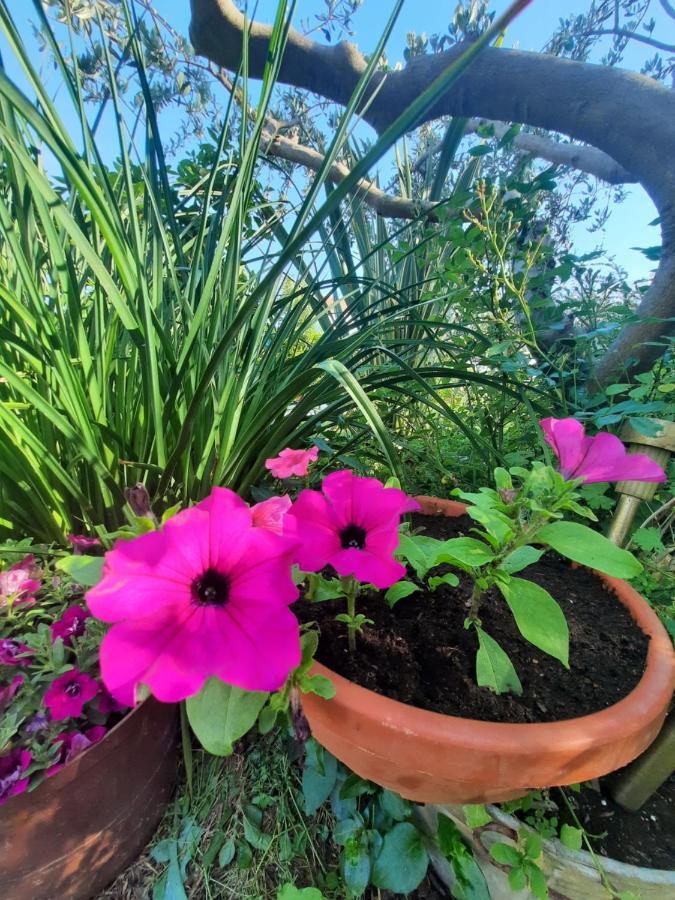 Apartment Noa'S Garden Бибине Екстериор снимка